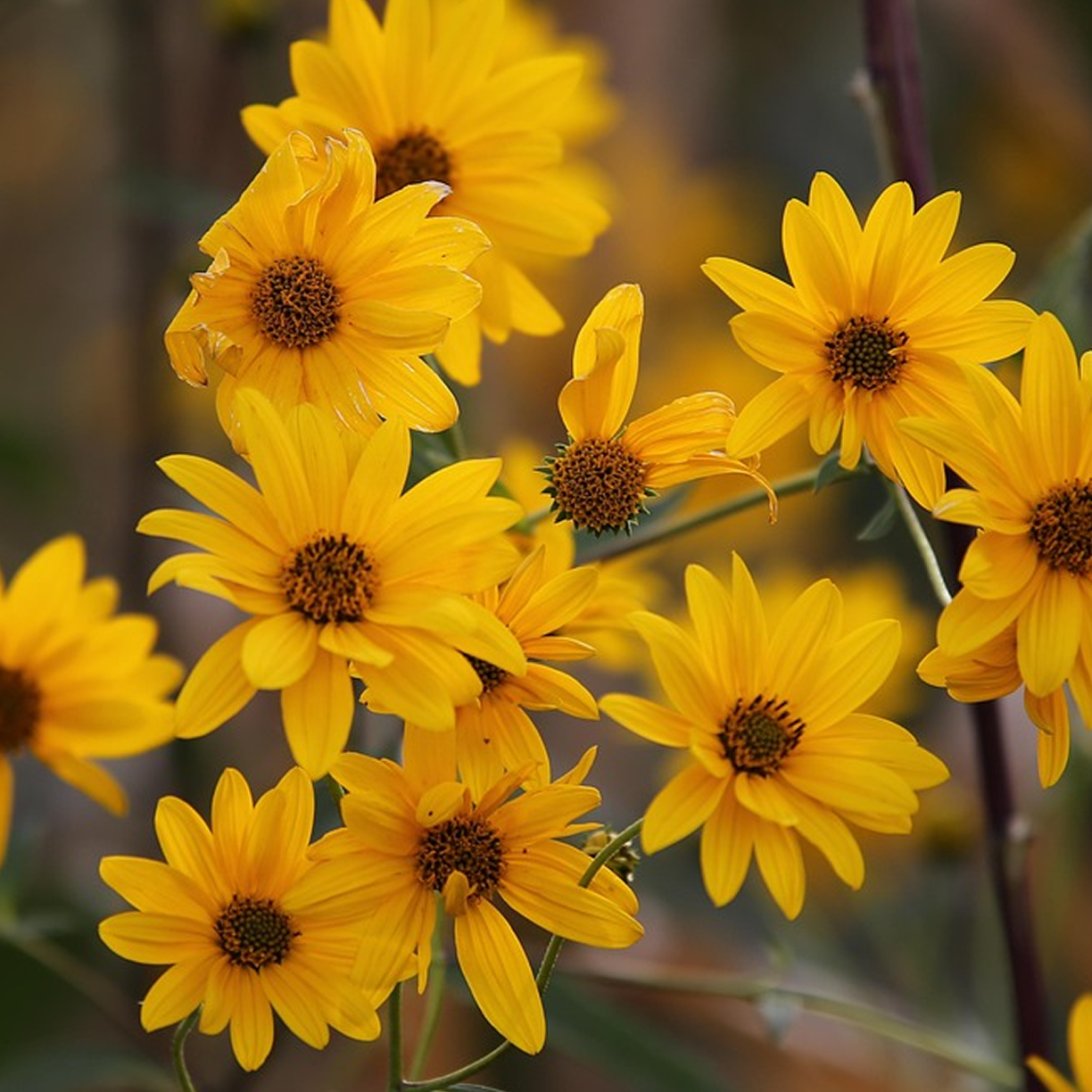 ARNICA
