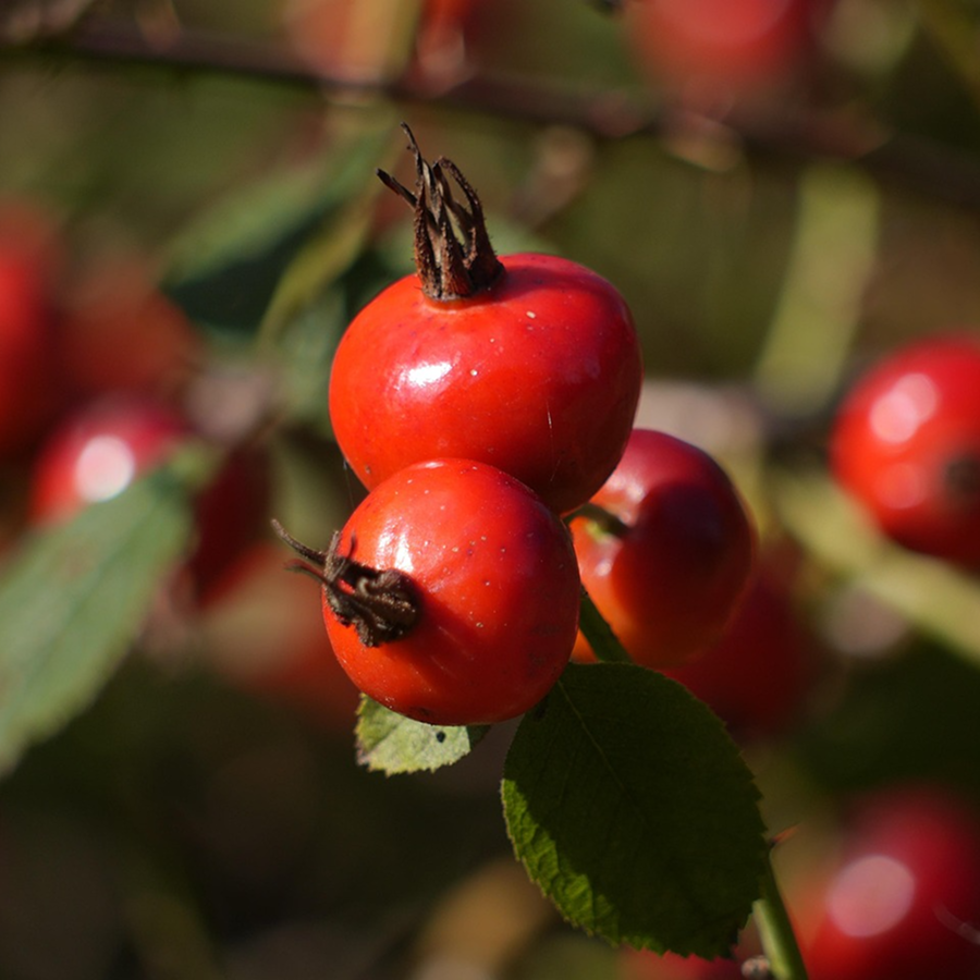 ROSEHIP OIL