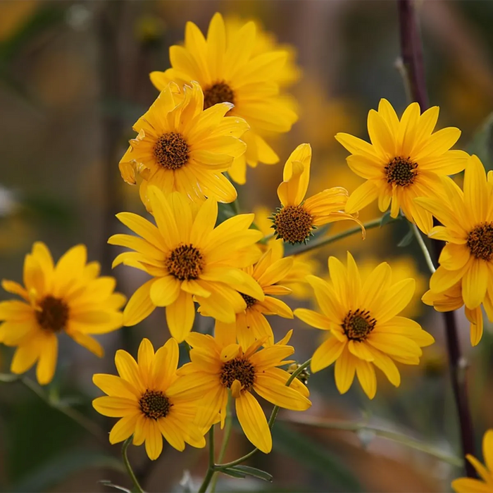 ARNICA