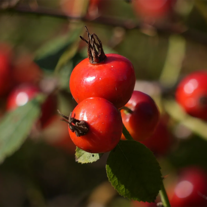 ROSEHIP