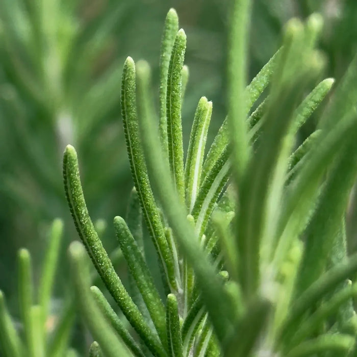 ROSEMARY